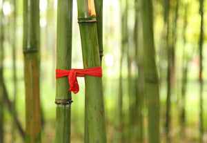 中国における、竹資源の製紙産業への活用戦略