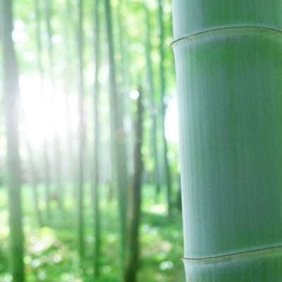 「木」ではなく「草」である竹は、本当に二酸化炭素を吸収するのか？