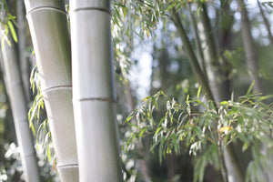 世界の竹と中国の竹。中国の竹パルプ産業を調べてみた