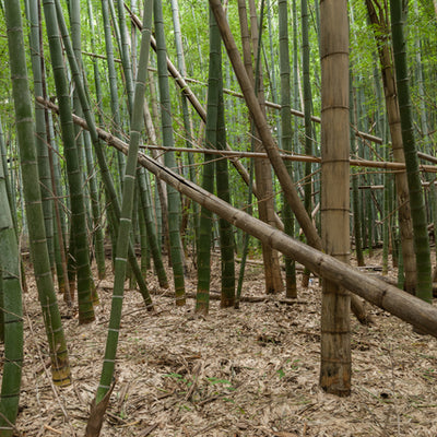 「竹害」はどうして起こるのか？ 日本の放置竹林の現状と課題