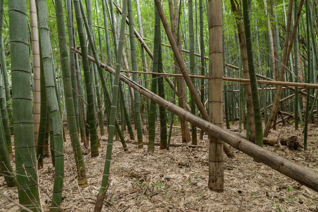 「竹害」はどうして起こるのか？ 日本の放置竹林の現状と課題